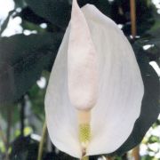 Image of Amorphophallus putii  Gagn..