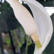 Image of Amorphophallus putii  Gagn..