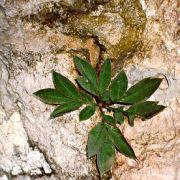 Image of Amorphophallus pygmaeus  Hett..