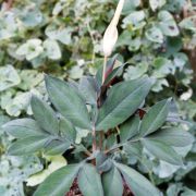 Image of Amorphophallus pygmaeus  Hett..