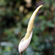 Image of Amorphophallus pygmaeus  Hett..