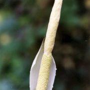 Image of Amorphophallus pygmaeus  Hett..