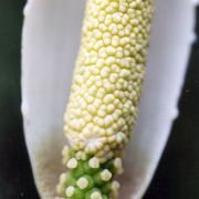 Image of Amorphophallus pygmaeus  Hett..