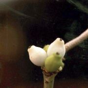 Image of Amorphophallus pygmaeus  Hett..