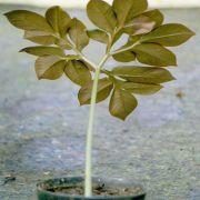 Image of Amorphophallus pygmaeus  Hett..