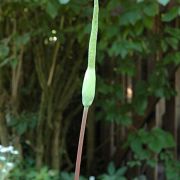 Image of Amorphophallus reflexus  Hett. & A. Galloway.