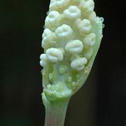 Image of Amorphophallus reflexus  Hett. & A. Galloway.