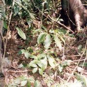 Image of Amorphophallus rhizomatosus  Hett..