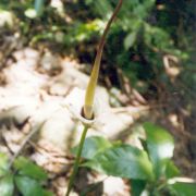 Image of Amorphophallus rhizomatosus  Hett..