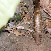 Image of Amorphophallus rhizomatosus  Hett..