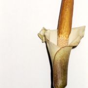 Image of Amorphophallus rhizomatosus  Hett..