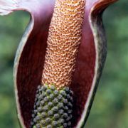 Image of Amorphophallus richardsiae  Ittenb..