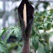 Image of Amorphophallus rugosus  Hett. & A. Lamb.