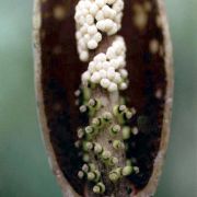 Image of Amorphophallus rugosus  Hett. & A. Lamb.