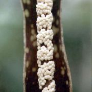 Image of Amorphophallus rugosus  Hett. & A. Lamb.