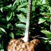 Image of Amorphophallus rugosus  Hett. & A. Lamb.