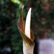 Image of Amorphophallus sagittarius  Steen..