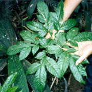 Image of Amorphophallus sagittarius  Steen..