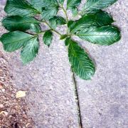 Image of Amorphophallus sagittarius  Steen..