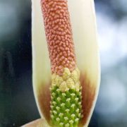 Image of Amorphophallus salmoneus  Hett..