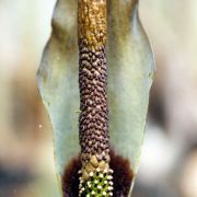 Image of Amorphophallus saraburiensis  Gagn..