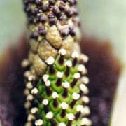 Image of Amorphophallus saraburiensis  Gagn..