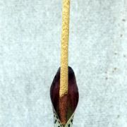 Image of Amorphophallus saraburiensis  Gagn..