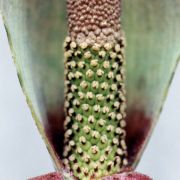 Image of Amorphophallus saraburiensis  Gagn..