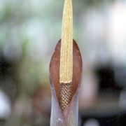 Image of Amorphophallus saraburiensis  Gagn..