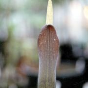 Image of Amorphophallus saraburiensis  Gagn..