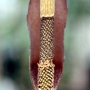 Image of Amorphophallus saraburiensis  Gagn..