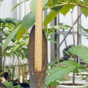 Image of Amorphophallus saraburiensis  Gagn..