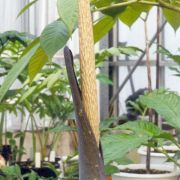 Image of Amorphophallus saraburiensis  Gagn..