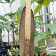 Image of Amorphophallus saraburiensis  Gagn..