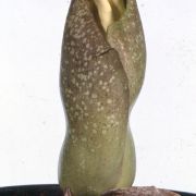 Image of Amorphophallus scaber  Serebryanyi & Hett..