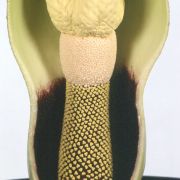 Image of Amorphophallus scaber  Serebryanyi & Hett..