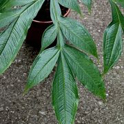 Image of Amorphophallus schmidtiae  Hett. & A. Galloway.