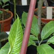 Image of Amorphophallus schmidtiae  Hett. & A. Galloway.