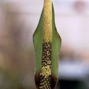 Image of Amorphophallus scutatus  Hett. & T.C. Chapman.