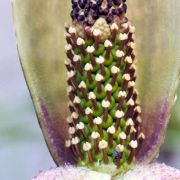 Image of Amorphophallus scutatus  Hett. & T.C. Chapman.