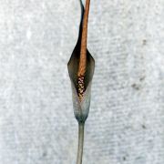 Image of Amorphophallus scutatus  Hett. & T.C. Chapman.