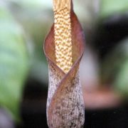 Image of Amorphophallus scutatus  Hett. & T.C. Chapman.