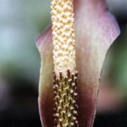 Image of Amorphophallus scutatus  Hett. & T.C. Chapman.