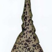 Image of Amorphophallus scutatus  Hett. & T.C. Chapman.
