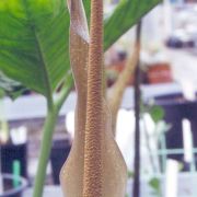 Image of Amorphophallus scutatus  Hett. & T.C. Chapman.