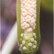 Image of Amorphophallus sinuatus  Hett. & V.D. Nguyen.