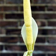 Image of Amorphophallus sizemoreae  Hett..