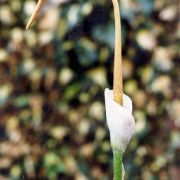 Image of Amorphophallus smithsonianus  Sivad..