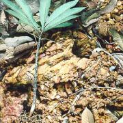 Image of Amorphophallus sparsiflorus  Hook. f..