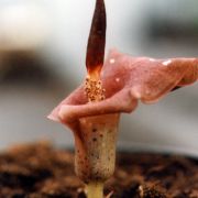 Image of Amorphophallus sparsiflorus  Hook. f..